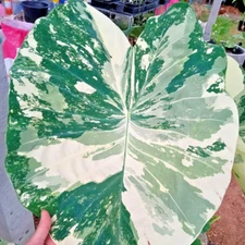 Colocasia Thailand Variegated White Live Bulb Free Phytosanitary Certificate
