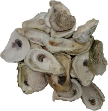 30 Seaside Treasures Oyster Giants - Shells 3" - 6" for arts, crafts and décor