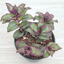 Succulent Live Plant - Tradescantia Dragon Tail - In 4" Pot