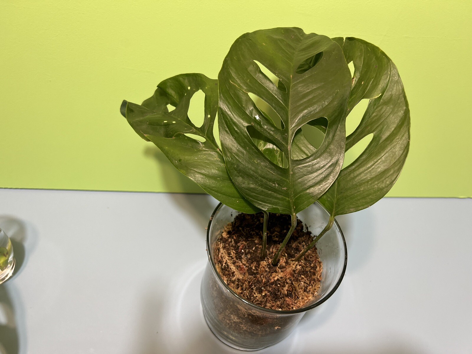 obliqua Cayambe   Extremely Rare Leaf Cutting