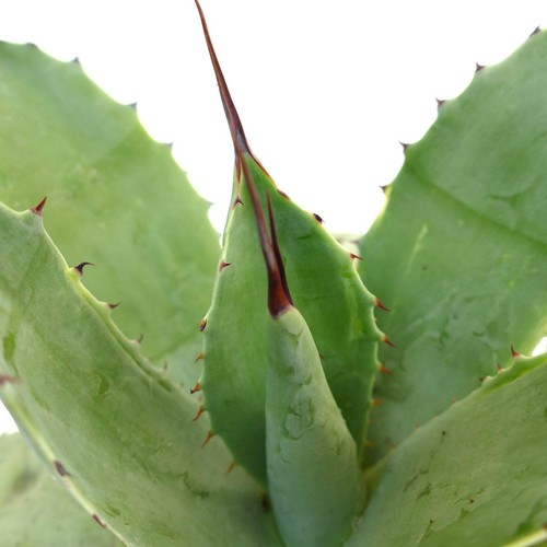 Agave parrasana X Agave ovatifolia X Agave eborispina - - NO variegated - Foto 5 di 6