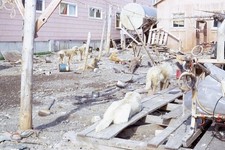 Barrow Utqiaġvik Alaska 1967 Sled Dogs Home or Camp Kodachrome Color Slide # 2