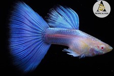 1 Trio   Albino Sky Blue Topaz BDS   Live Aquarium Guppy Fish High Quality