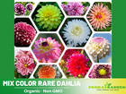 40+ Seeds| Mix Color Rare Dahlia Perennial Seeds #D027