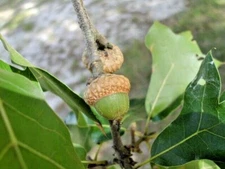 12 BLACKJACK OAK ACORNS - Quercus marilandica marilandica