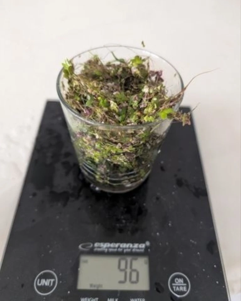 plante aquarium eau douce - Photo 1/2