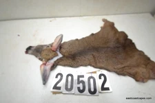 WHITETAIL DEER CAPE 7.5x20x21x23+ (SALTED)