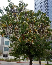 Digital Image Photo Wallpaper Background Desktop Art DTLA Tree! Only $0.99!