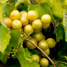 1 Carlos Muscadine Grape Vine - Vitis rotundifolia - Starter Plug