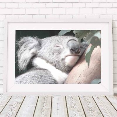 501020 Koala - Australian Native   **** 16x12 WALL PRINT POSTER