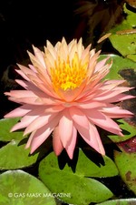 RARE Light Pink, Sun Spark, Hardy Water Lily Tuber Live Plant