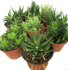 Artisan Grown Haworthia Succulent Collection – 10 Live Plants in 4 Inch Pots