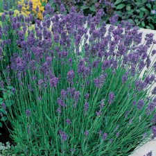 English Lavender Hardy Flower Evergreen Garden Plant 'Dwarf Blue' 9cm