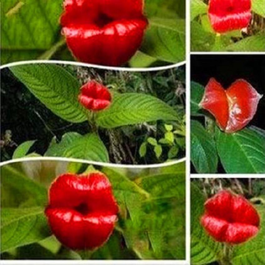 50Pcs Sexy Red Lips Flower Seeds Rare Flower Pots Psychotria Elata