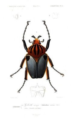 Goliathus cacicus Käfer beetles Insekten engraving Stahlstich Orbigny - 1849