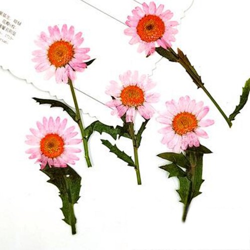 6pcs/Pack Pressed Real Dried Flowers Chrysanthemum for Jewelry Making Crafts - Picture 7 of 14