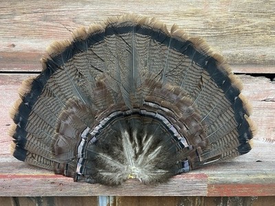 1 - Adult Eastern Wild Turkey Tail Fan for Turkey Decoy #11