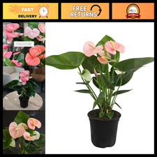 Pink Anthurium Live Plant 13-16" Tall - Unique Houseplant in 4" Pot, Air Purifyi
