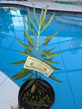 Kalanchoe Mother of Thousands Succulent Alligator Plant GIANT 18 Inch LIVE PLANT