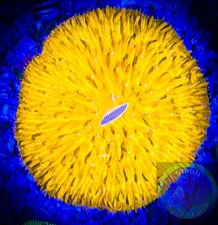 SAF~large Orange Fungia Plate Coral “WYSIWYG” SPS, LPS, Live Colony