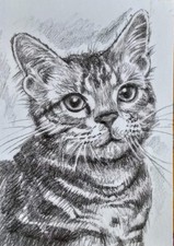 ACEO cat watercolor pencil by the author original 3,5