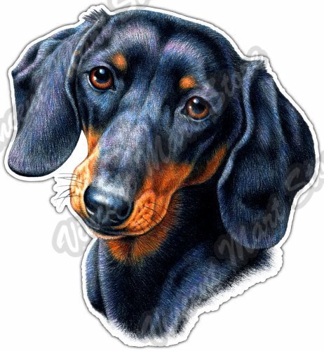 Dachshund Face Dog Breed Animal Pet Friend Car Bumper Vinyl Sticker Decal 4"X5" - Picture 1 of 1