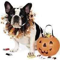 Halloween Party Dog Collar