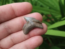 1.12" Tiger Shark Fossil Tooth Florida