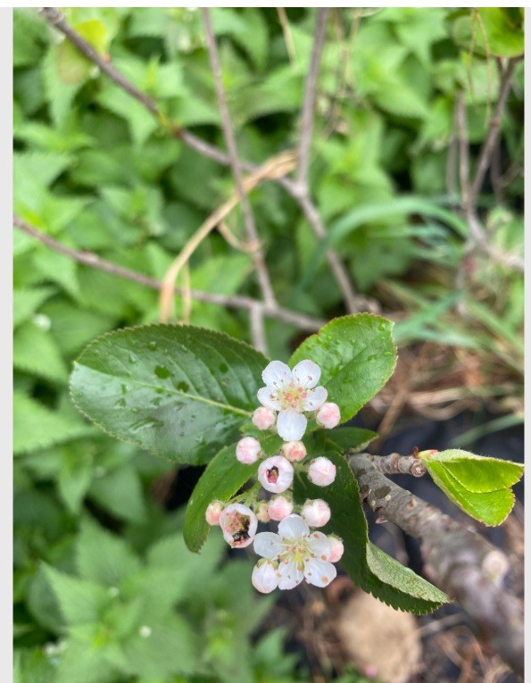 Aronia Melanocarpa 1 plant arbuste rustique pour sol difficile