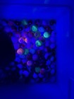 Lot 200 Vintage Glass Marbles Some Uranium UV Reactive Glowing Glow Estate Find — photo 9