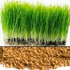 Wheat Grass / Cat Grass Seeds ~ Non-GMO Heirloom ~ Amounts 5 Pounds