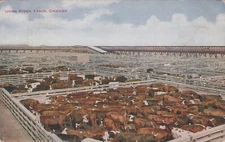 Union Stock Yards Chicago Cows Illinois Divided Back Vintage Postcard