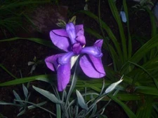 1 Beatiuful VARIEGATED IRIS ensata  Japanese  Kaempferi  Water Iris Tuber