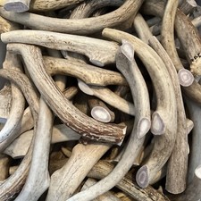  Dog Chews 1Lb Medium-Sized  Deer Antler Dog Chews  Organic  No Mess