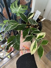 Hoya Polyneura Variegated Fresh Cutting For My Mother Plant In Pic