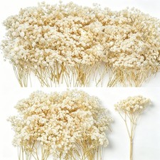 3000 Mini Dried Baby's Breath Flowers 6'', Natural Ivory White Flowers