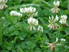 White Dutch Clover Cover Crop Seeds | FREE SHIPPING!