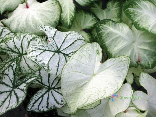 50 Samen Caladium weißes Blatt Elefantenohr Herz Jesus Engelsflügel Haus Gartenarbeit - Bild 13 von 15