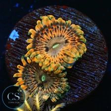 CS FAIRY FART ZOA - WYSIWYG LIVE CORAL