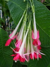 Fuchsia boliviana alba (Bolivian/Peruvian Fuchsia) - 30 seeds