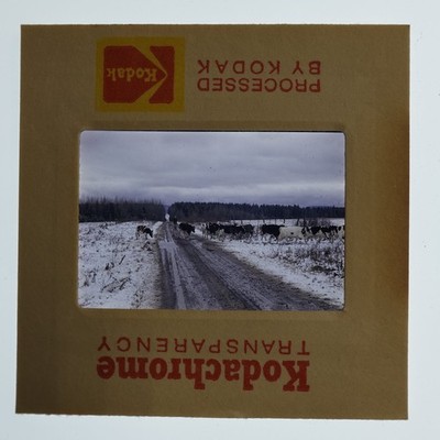 1972 Kodachrome 35mm Slide Chasing Cows Miedema Farm Kakabeka Falls VTG