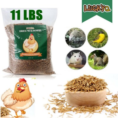 Dried Mealworms for chickens 11lbs - Chicken Treats Duck Feed Organic Meal Worms