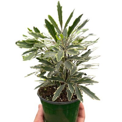 Aralia 'Bianca'-3'' Pot