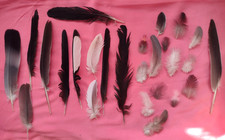 FREE FALLEN feathers x 30 MAGPIE PIGEON COCKEREL  4 Decor, Toys 4 PETS UK seller