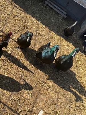 (6) Black Cayuga duck hatching eggs !!! NPIP AI CLEAN !!!