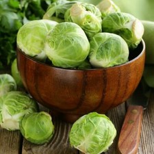 35 Dwarf Brussels Sprouts Long Island Seeds - Harvest November - January