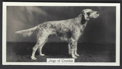 SINCLAIR (J) - CHAMPION DOGS, 1ST - #15 ENGLISH SETTER