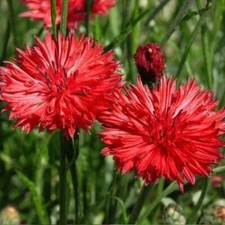 Cornflower Bachelor Button TALL RED Heirloom Flower Sun/Shade Non-GMO 400 Seeds
