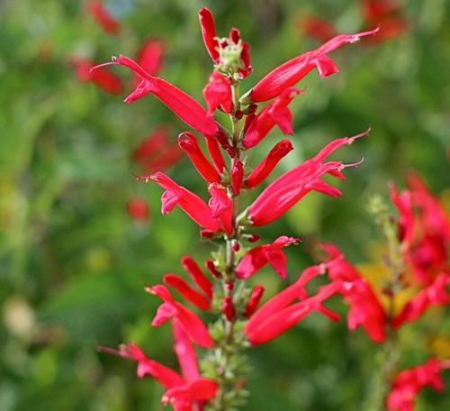 PERENNIAL SALVIA PLUG PLANTS PICK + MIX PAY ONLY ONE POSTAGE COST MIXED FLOWERS - Picture 26 of 88