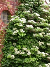 Climbing Hydrangea, Hydrangea anomala petiolaris, Vine Seeds, (Showy, Fragrant)